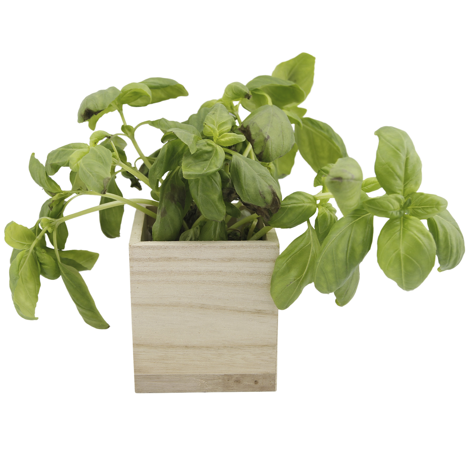 Magneetbakje hout naturel