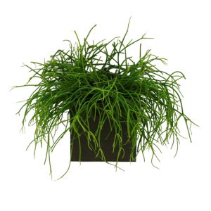 Magneetbakje zwart MDF