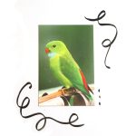 Magneetposter 10x15 BIRD SALE